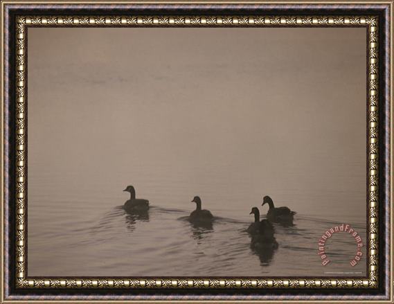 Raymond Gehman Swimming Canada Geese Yellowstone River Framed Print