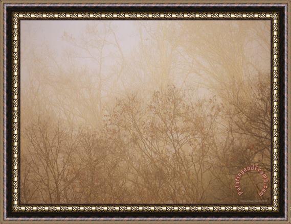 Raymond Gehman Sycamore And Oak Trees in Early Morning Fog on Otter Lake Framed Print