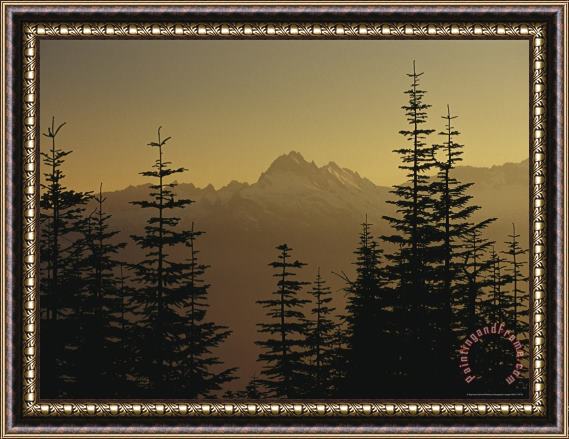 Raymond Gehman Tall Fir Trees Are Silhouetted Against a Snowy Mountain Range Framed Painting