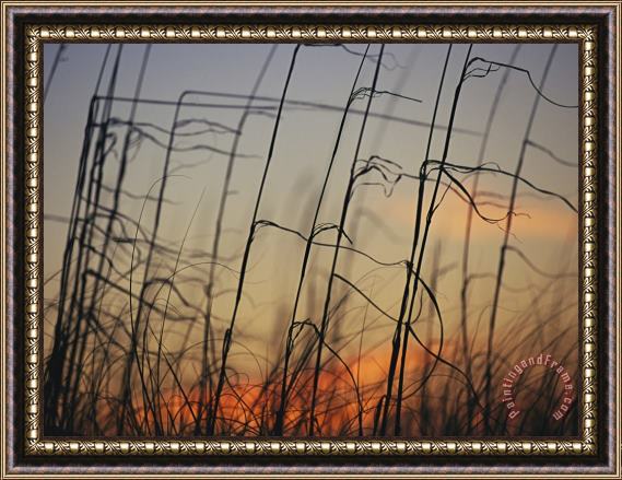 Raymond Gehman Tall Grasses Blowing in The Wind at Twilight Framed Print