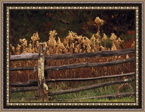 Raymond Gehman Tall Weeds in Autumn Brown Along a Split Rail Fence Framed Painting