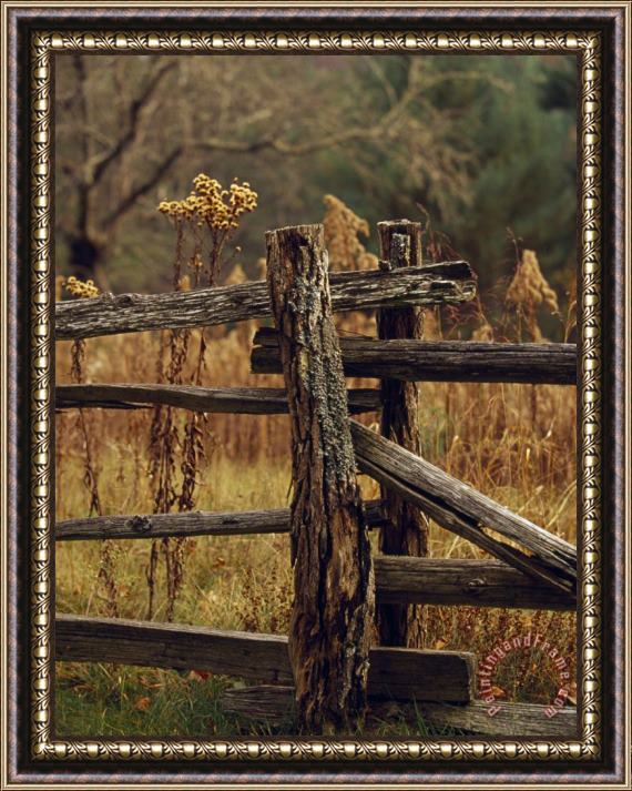 Raymond Gehman Tall Weeds in Autumn Brown Along a Split Rail Fence Framed Print