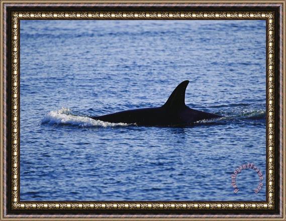 Raymond Gehman The Dorsal Fin of a Killer Whale Orcinus Orca Slices Through Water Framed Print