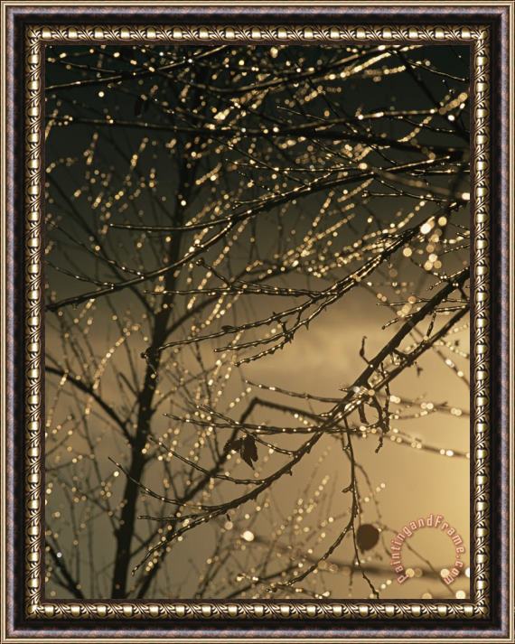 Raymond Gehman The Frozen Branches of a Small Birch Tree Sparkle in The Sunlight Framed Print