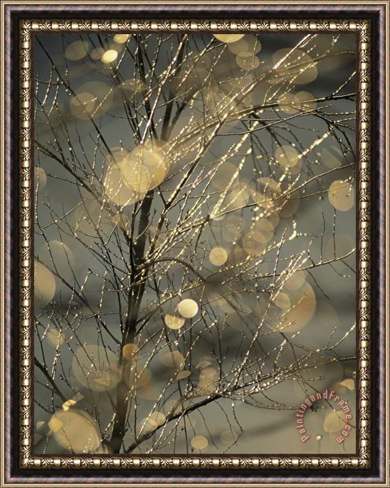 Raymond Gehman The Frozen Branches of a Small Birch Tree Sparkle in The Sunlight Waynesboro Pennsylvania Framed Painting