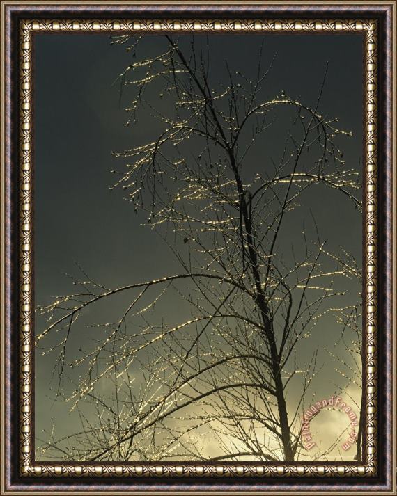 Raymond Gehman The Frozen Branches of a Small Tree Sparkle in The Sunlight Waynesboro Pennsylvania Framed Painting