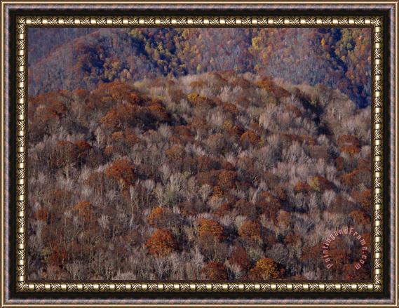 Raymond Gehman The Highlands of Roan Mountain in Cherokee National Forest Framed Print