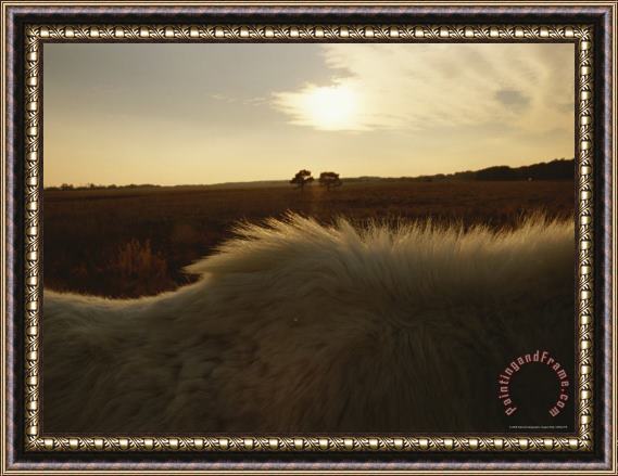 Raymond Gehman The Late Day Sun Illuminates The Mane of a Wild Chincoteague Pony Framed Print