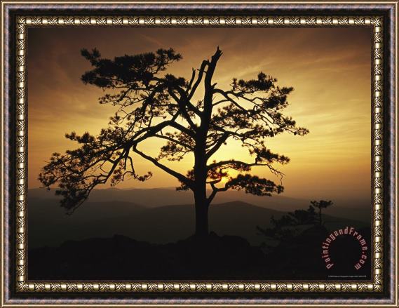 Raymond Gehman The Silhouette of a Pine Tree on Ravens Roost Overlook Framed Painting