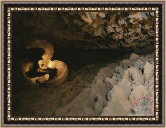 Raymond Gehman The Skull of a Dall S Sheep Wedged in an Igloo Cave Crevice Framed Painting