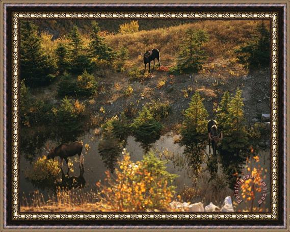 Raymond Gehman Three Bull Moose Alces Alces Feed Together in The Fall Framed Painting