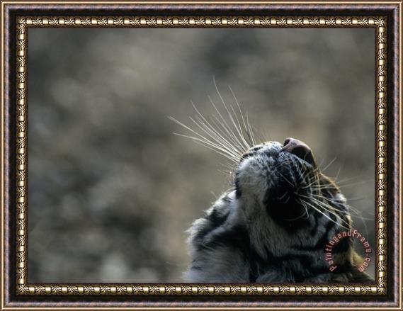 Raymond Gehman Tiger Nose And Whiskers Qinhuangdao Zoo Hebei Province China Framed Painting