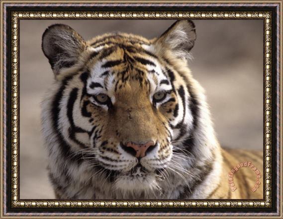 Raymond Gehman Tiger Qinhuangdao Zoo Hebei Province China Framed Painting