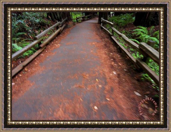 Raymond Gehman Trail in Muir Woods National Monument California Framed Painting