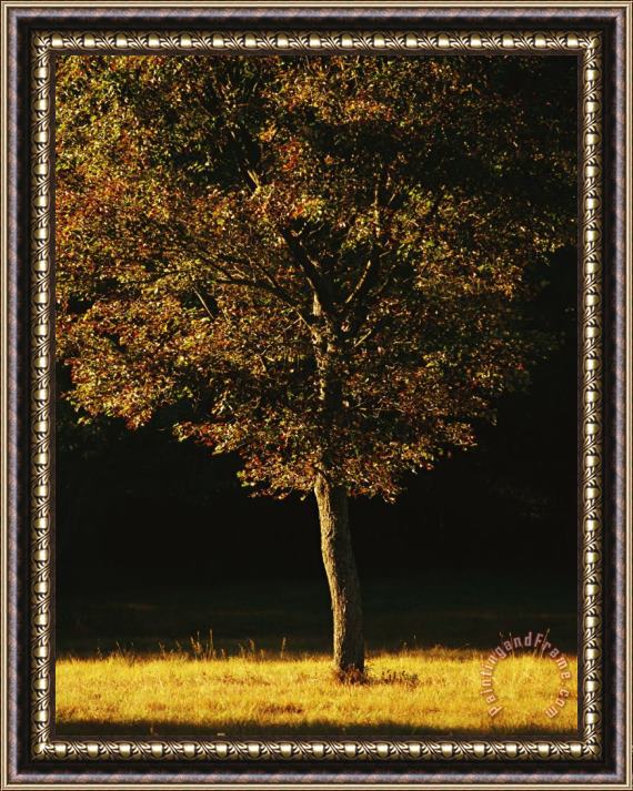 Raymond Gehman Tree Bathed in Sunlight in The Fall Framed Print