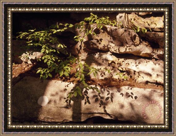 Raymond Gehman Tree Branch Casting a Shadow Over a Light Colored Boulder Framed Print