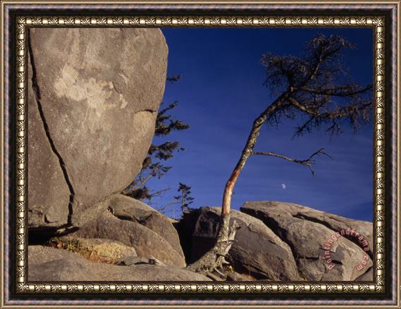 Raymond Gehman Tree Growing Among Boulders And Rock Formations Framed Painting