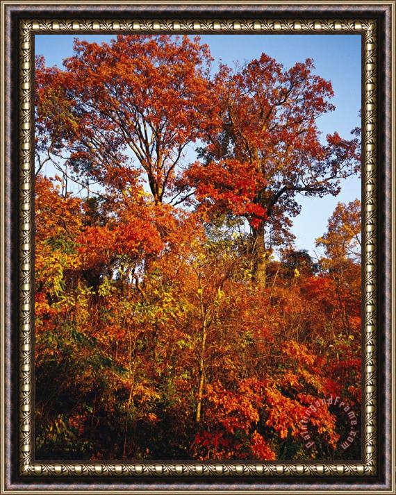 Raymond Gehman Tree in Golden Fall Color Along The Appalachian Trail Framed Painting