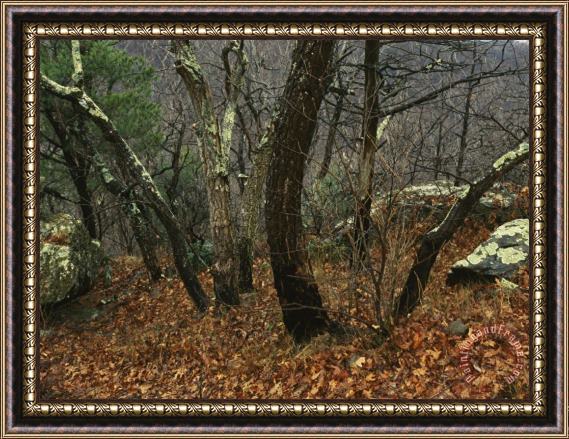Raymond Gehman Trees And Rock with Lichen at 3400 Feet Along The Appalachian Trail at Pinnacles Framed Painting