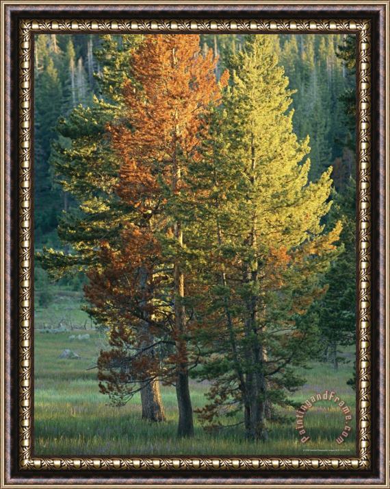 Raymond Gehman Trees Bearing The Colors of Fall Framed Print