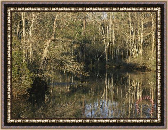 Raymond Gehman Trees Cast Reflections in a Woodland Waterway Framed Print