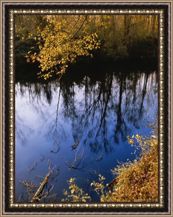 Raymond Gehman Trees Cast Reflections on The Dismal Swamp Canal Framed Painting