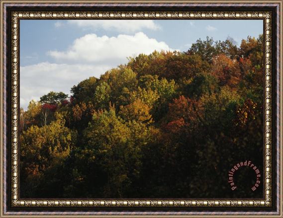 Raymond Gehman Trees in Autumn Foliage on a Hillside Framed Painting