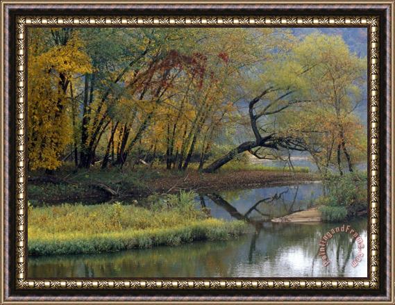 Raymond Gehman Trees in Autumn Hues at The Confluence of Gauley And Kanawha Rivers Framed Painting