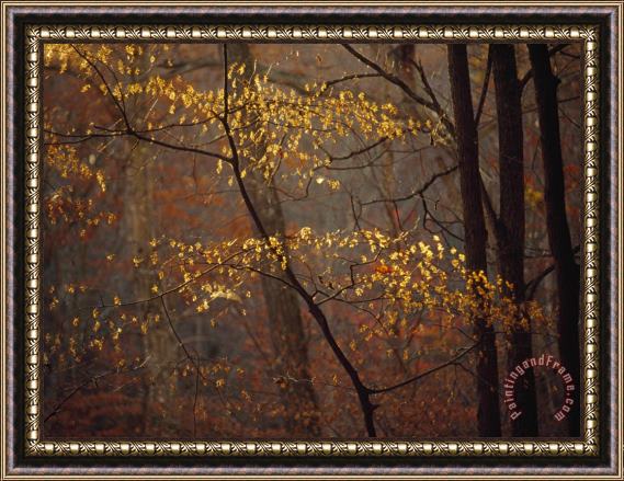 Raymond Gehman Trees in Autumn Hues in a Foggy Forest Framed Painting
