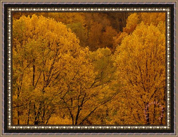 Raymond Gehman Trees in Autumn Hues Framed Painting
