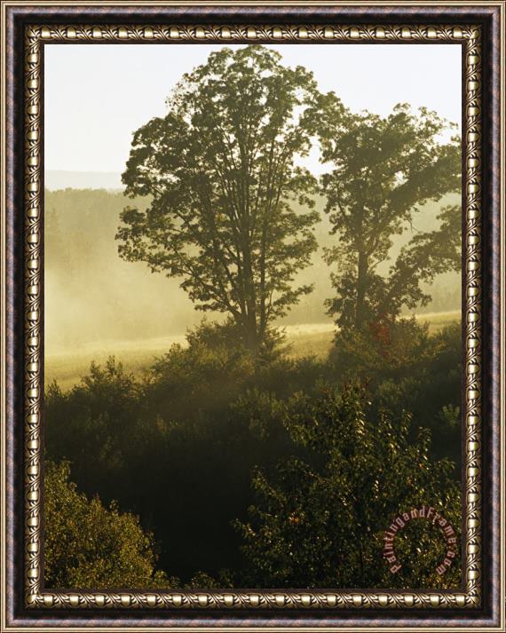 Raymond Gehman Trees in Morning Fog Framed Painting