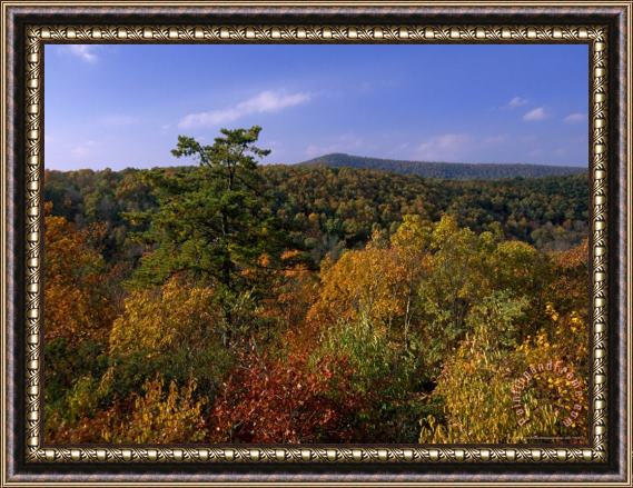 Raymond Gehman Trees on Mountainside in Autumn Hues Framed Painting