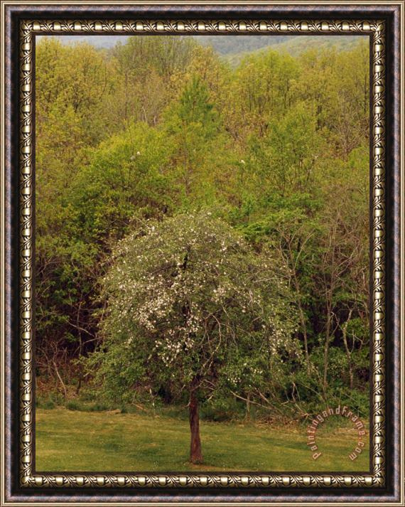 Raymond Gehman Trees with Fresh Foliage And Blooms in The Spring Framed Painting