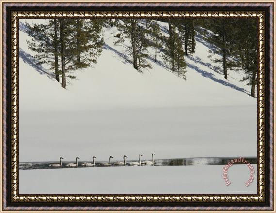 Raymond Gehman Trumpeter Swans in The Snowy Yellow River Landscape Framed Print