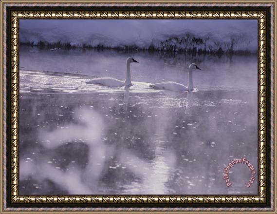 Raymond Gehman Trumpeter Swans Swim Through Early Morning Mist on The Madison River Framed Painting