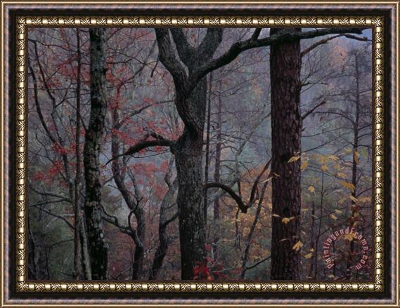 Raymond Gehman Twilight Falls on Oaks on Paint Mountain Road Framed Painting