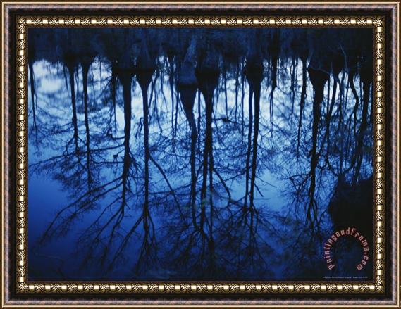 Raymond Gehman Twilight View of Bald Cypress Trees Reflected on Water Framed Painting