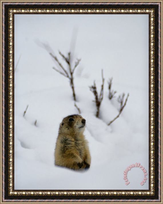 Raymond Gehman Utah Prairie Dog Pokes Through Heavy Snow Framed Print