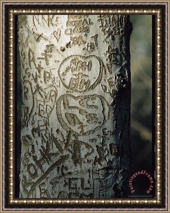 Raymond Gehman Vandalized Tree Trunk with Carved Initials in It Framed Painting