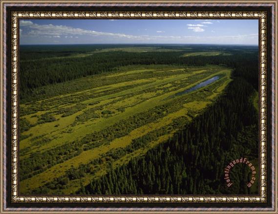 Raymond Gehman Vegetation Varies Within a Perched Basin a Wetland in The Peace Athabasca Delta Framed Painting