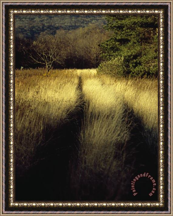 Raymond Gehman Vehicle Tracks Through Tall Golden Grasses in a Field Framed Print