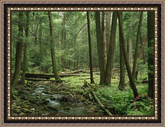 Raymond Gehman View of a Creek Running Through a Virgin Hemlock Forest Framed Painting