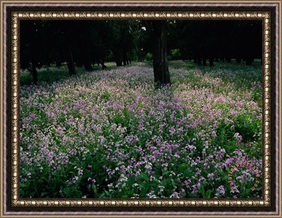 Raymond Gehman View of a Flowering Park at The Temple of Heaven Framed Print