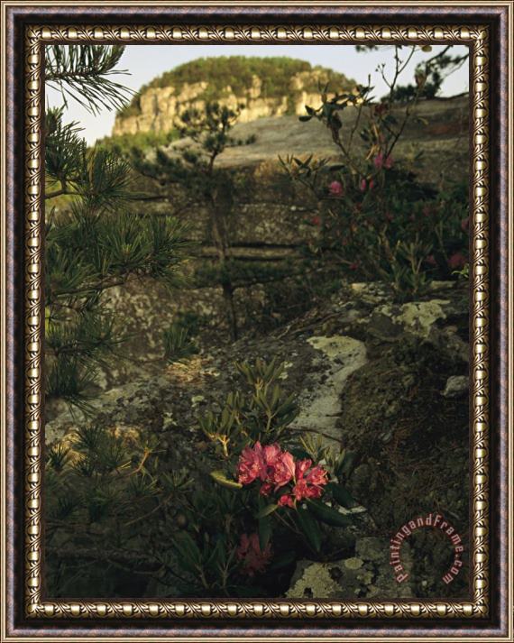 Raymond Gehman View of The Pinnacle of Pilot Mountain with Blooming Rhododendron Framed Painting
