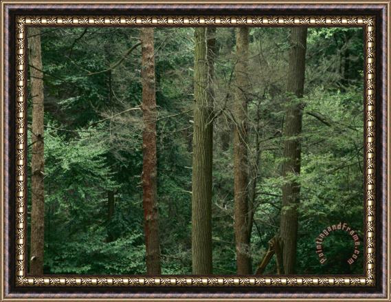 Raymond Gehman Virgin Hemlock Forest Framed Painting