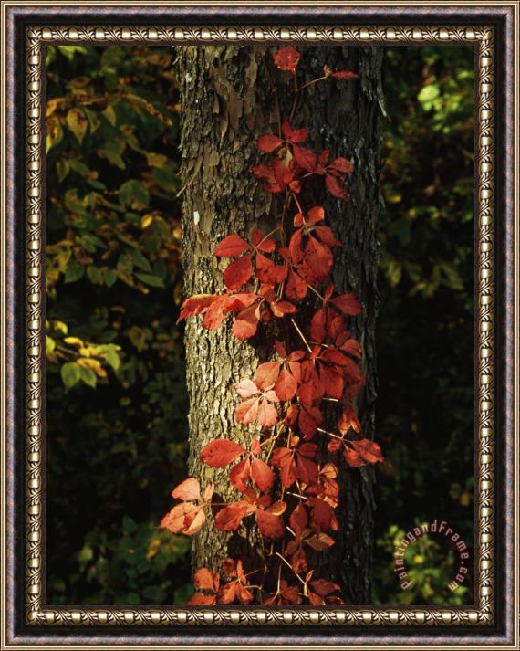 Raymond Gehman Virginia Creeper Vine in Autumn Colors Climbing a Tree Trunk Framed Painting