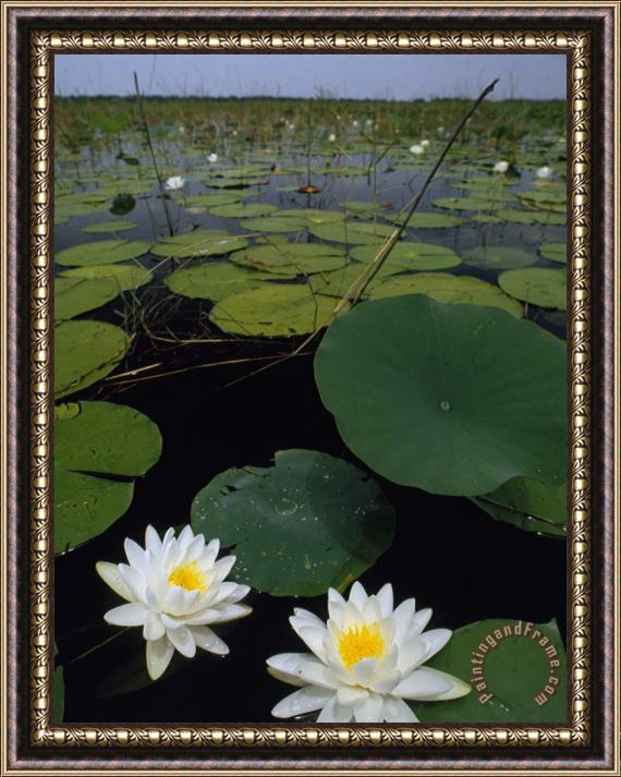 Raymond Gehman Water Lilies Bloom on Tiger Cove in Lake Kissimmee State Park in Central Florida Framed Print