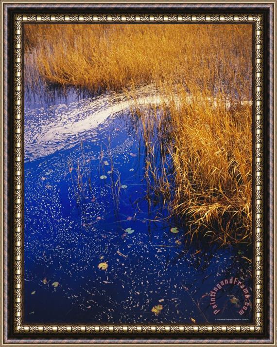 Raymond Gehman Water Lilies Wind Whipped Foam And Wire Grass at The Lakes Edge Near Lake Waccamaw Framed Painting