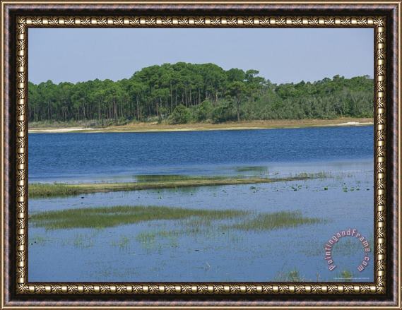 Raymond Gehman Water Logged Flood Plain Along a Forest Lined Waterway Framed Painting