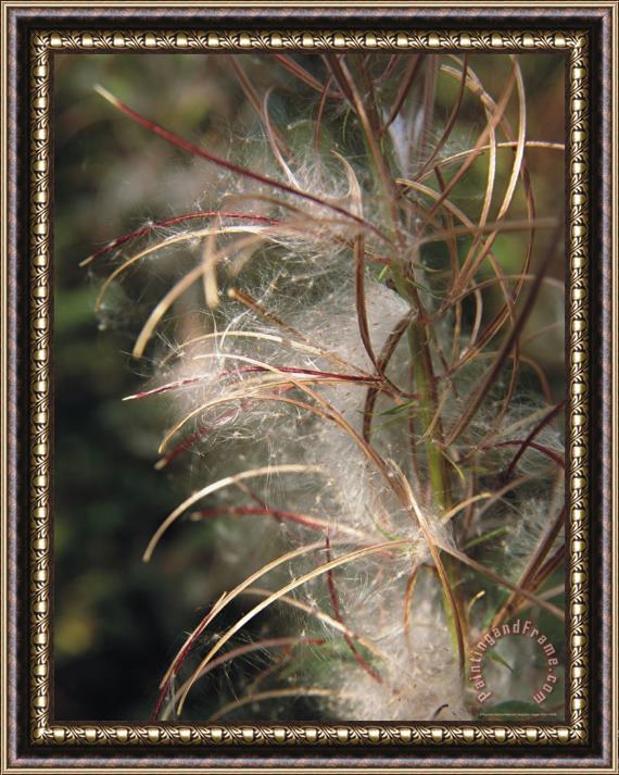 Raymond Gehman Weed Releases Its Fluffy Seeds Framed Painting